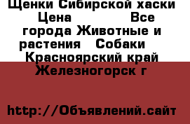 Щенки Сибирской хаски › Цена ­ 18 000 - Все города Животные и растения » Собаки   . Красноярский край,Железногорск г.